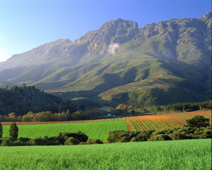 Cape Town Tours winelands